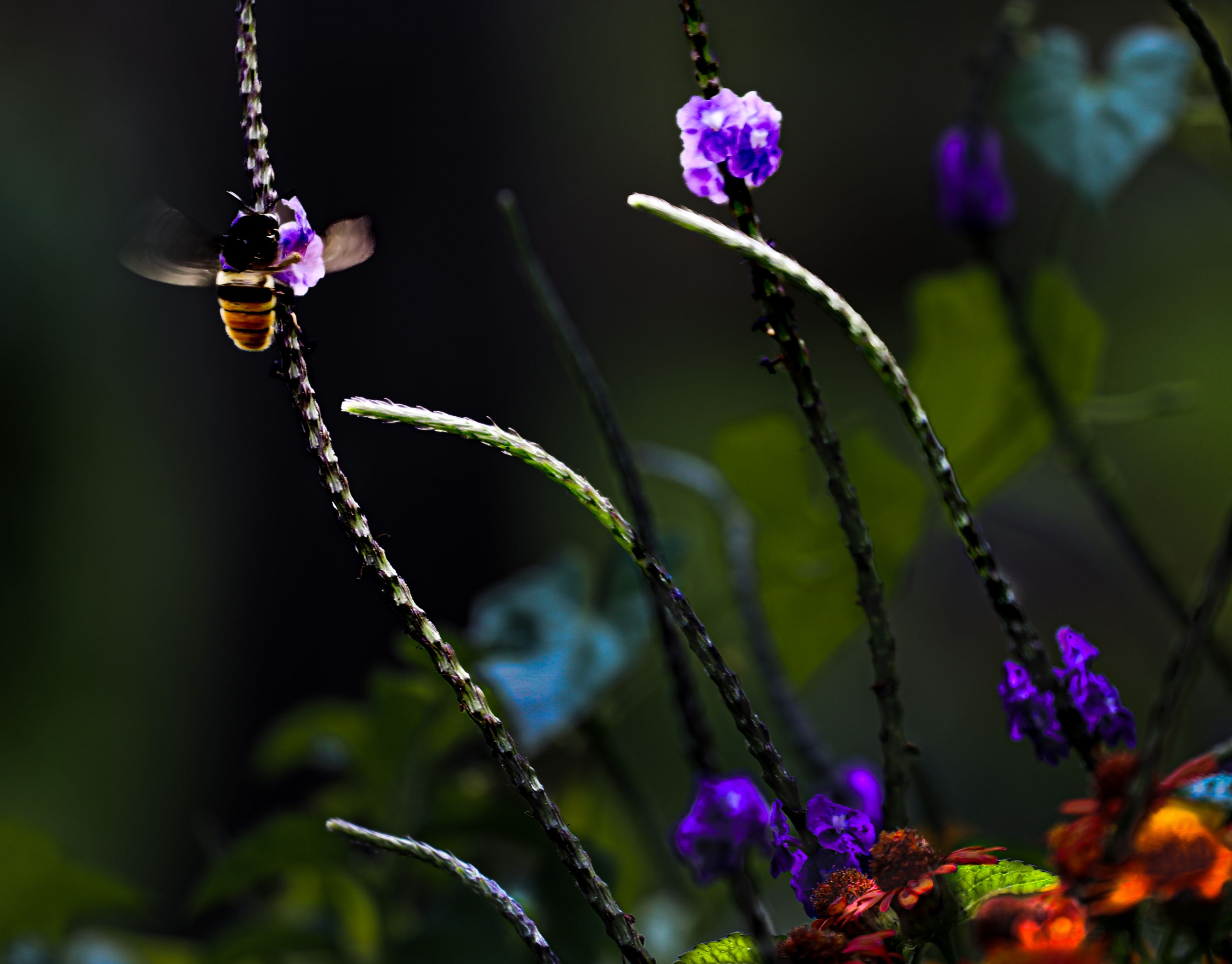 Abej UVA